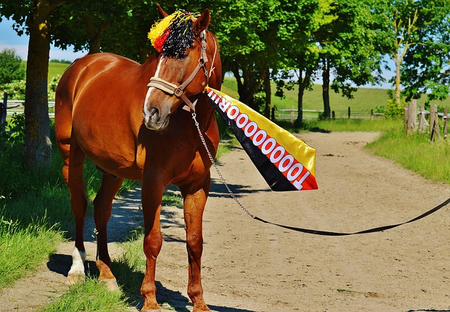 各队将继续 各队将继续