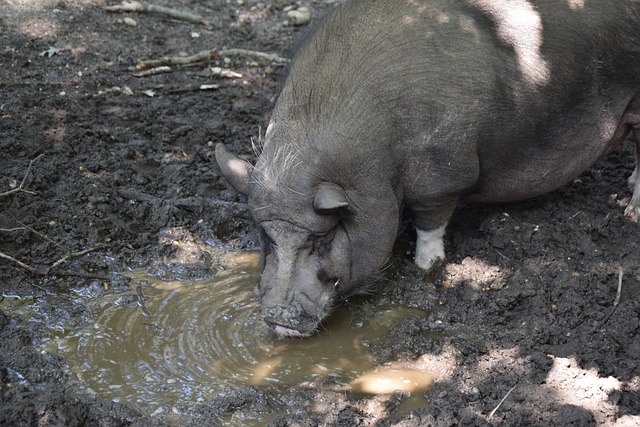 俱乐部的双 俱乐部的双